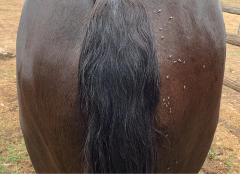 Dr Show Outdoor Protect and Shine 750ml