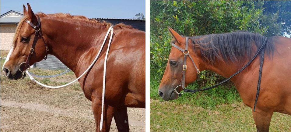 Campdraft Reins 3/4" x 6' 6" fishtail braid black nylon